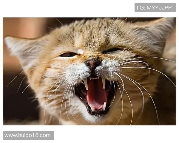 野猫十杀：探寻城市野生猫咪的生存智慧与人类的和谐共处之道